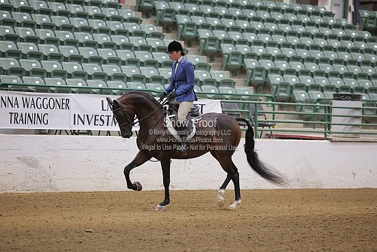 Class 300 Reg III HA/AA HUNTER PLEASURE CHAMPIONSHIP - Junior Horse 5 Yrs/Under