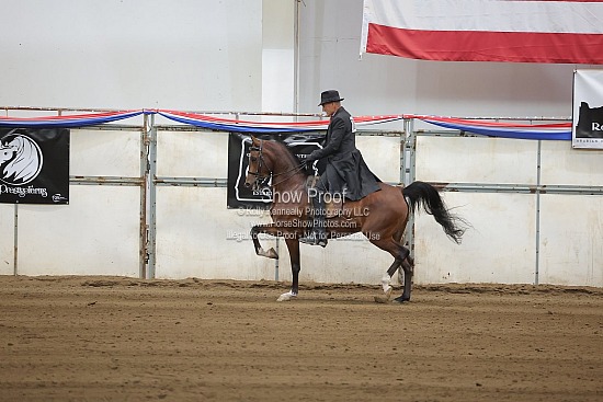 0531 Region 4 Arabian Country English Pleasure Jr Horse