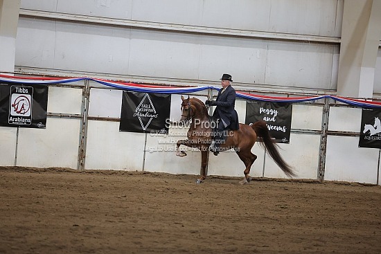 0541 Region 4 Arabian English Pleasure Jr Horse