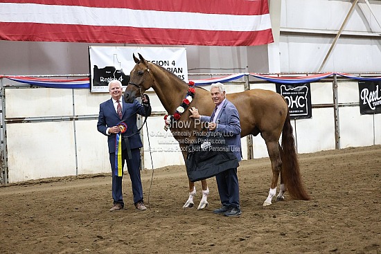 0468-0483 Region 4 Halter Classes (Thursday)