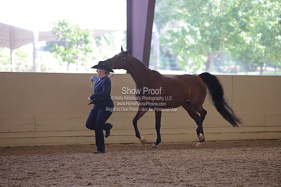 2) Sunday Performance Halter