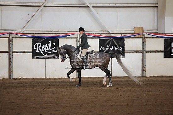 0563 Region 4 Arabian Hunter Pleasure