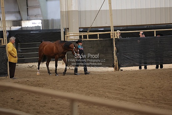 0467 Region 4 Showmanship Walk/Trot 10 U