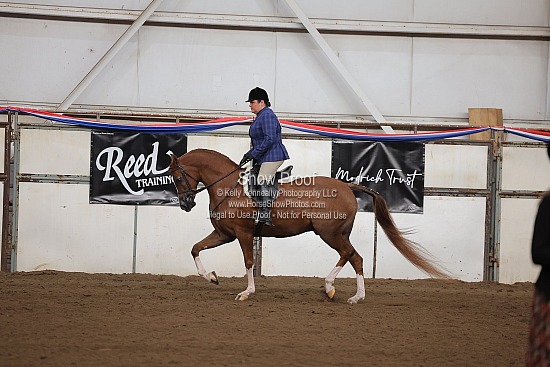 0459 Region 4 Arabian Hunter Pleasure Geldings