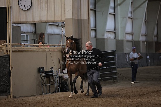 0515 Region 4 Arabian Mare Breeding 2 & Over