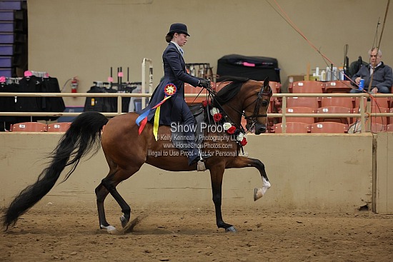 0440 Region 4 Arabian Country English Pleasure ATR Choice/Elite