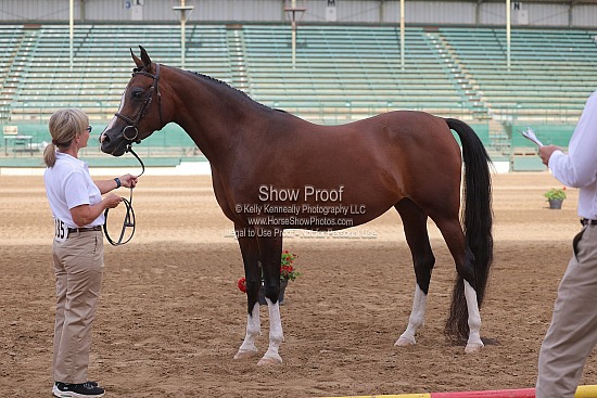 1) Sport Horse In-Hand
