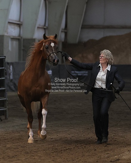0561 Region 4 Arabian Stallion Breeding 2 & Over