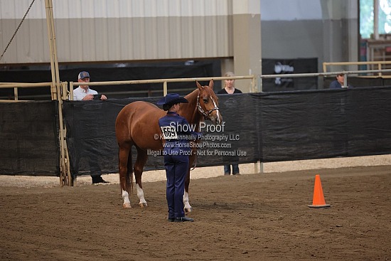 0466 Region 4 Showmanship JTR