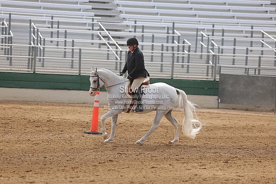 2)Sport Horse Under Saddle