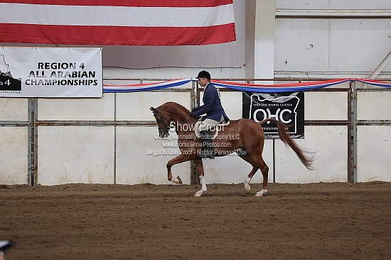 0502 Region 4 Arabian Hunter Pleasure Jr Horse
