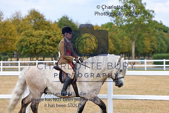 Highland Pony Show 2025