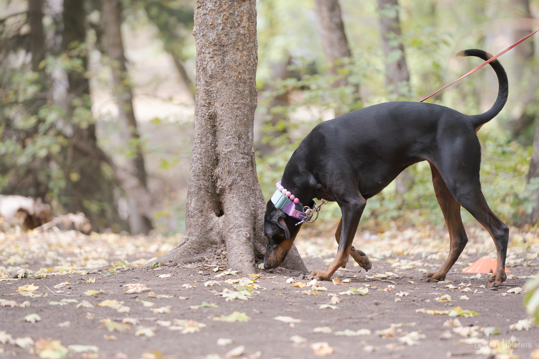 Bristle Nose Scent Work Club Camp Tracy, AKC Scent Work Trial 2025