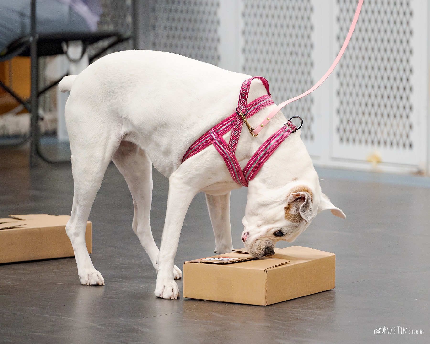 Oct 18, 2025 Utah UKC Club:  UKC Armory Nosework Trial