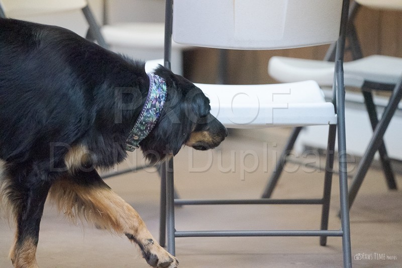 Bristle Nose Scent Work Club Camp Tracy, AKC Scent Work Trial 2025