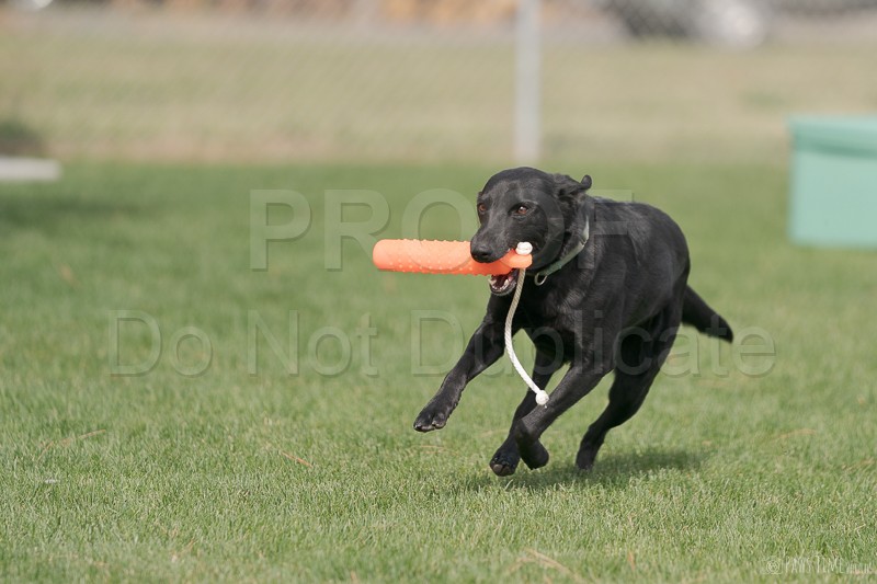 AKC Fetch Trial: West Haven, UT