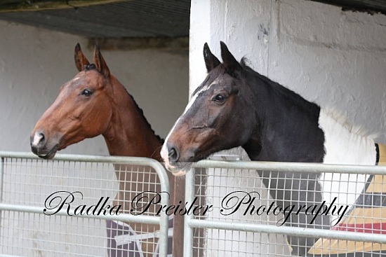 Crossogue Equestrian - Suir Vale Harriers Hunter Trial 14.09.2025