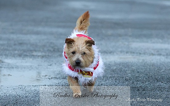 Ballynonty Equestrian SJI League Final - 06.12.2025