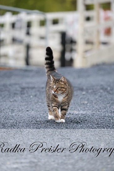 Raheen na Gun Stud Dressage & Combined Training Show 01.02.2026