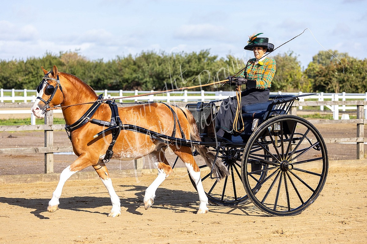 Victoria Foods 2025 Carriage Driving Extravaganza 14/15th September