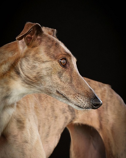 DOG STUDIO - Premium