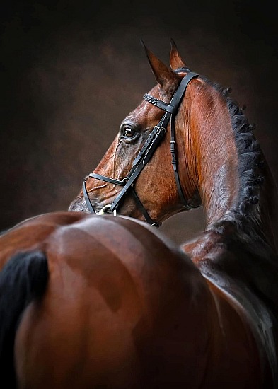Equine Portraiture - Premium 