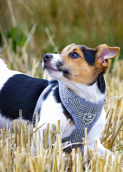 DOG - Location Session