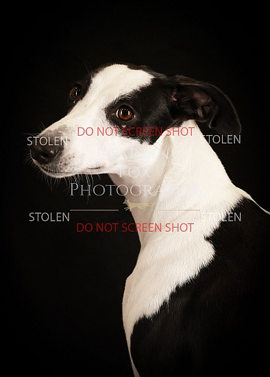 Canley Pets at Home - 9th November 2025