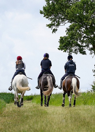 Equine - Yard Group - 1-3 horses. 