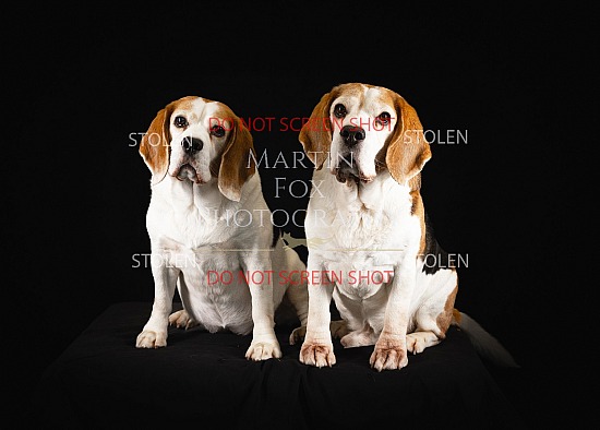 Pet Portraiture - Pets at Home - Stratford Upon Avon - 22nd February 2026