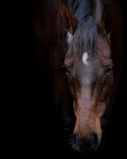 Equine Portraiture - Deluxe