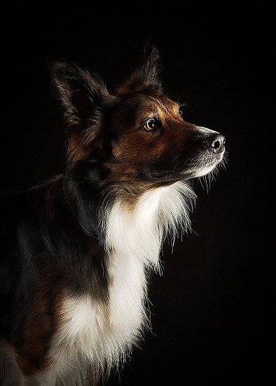 DOG STUDIO - Standard