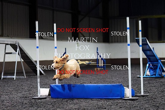Packington Dog Agility Society Championships 18th December 2025