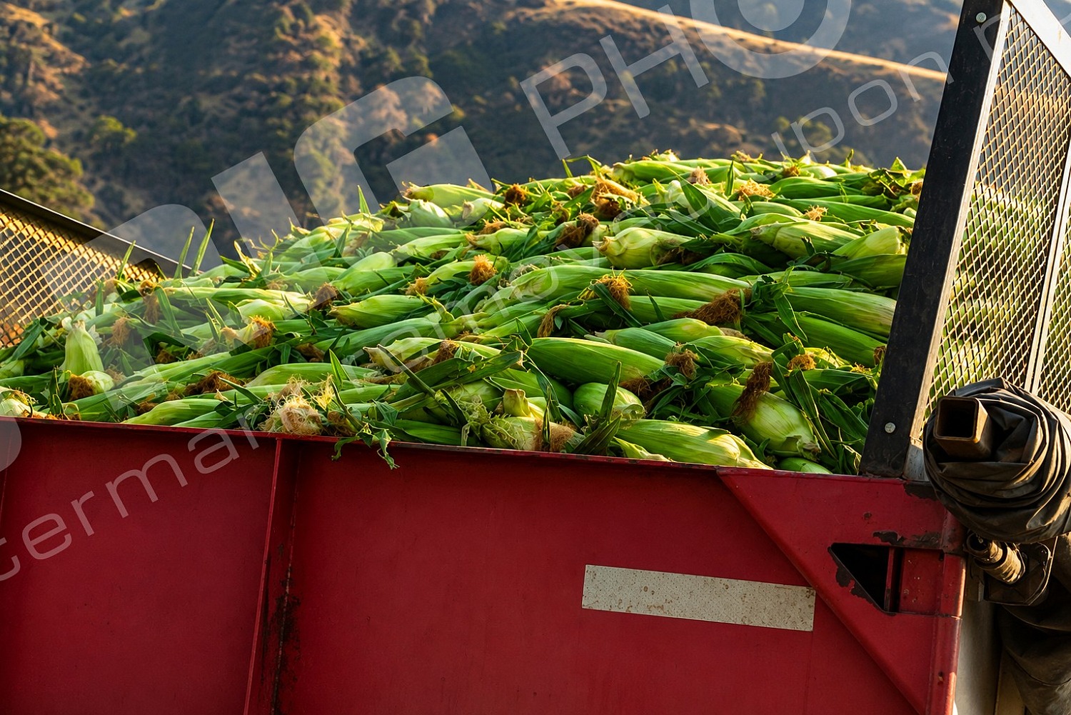 agriculture, corn, corn hauler, i84_the_dalles_2026-08-04_corn