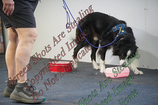 Dog On It ScentWork 10/9-11/2026