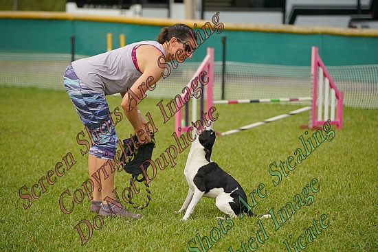 Dog On It Agility 10/3-4/2026
