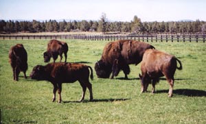 Pine Mountain Ranch