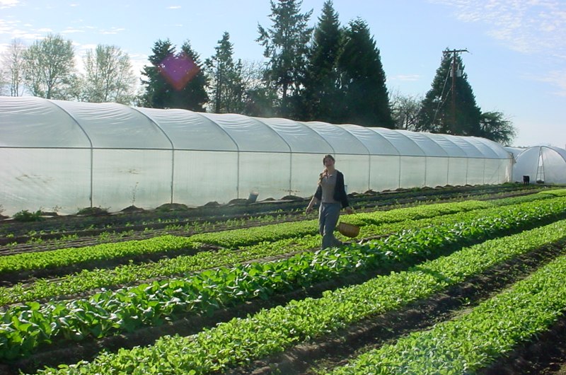 Groundwork Organics