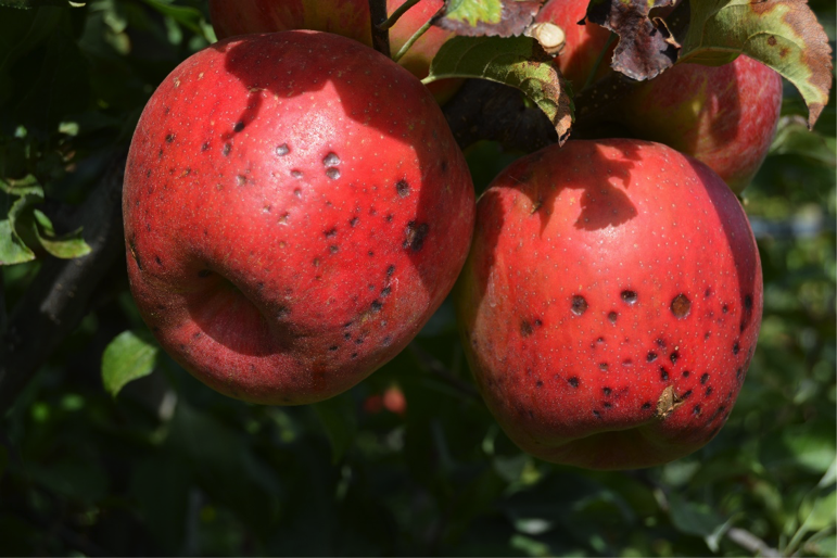 SVSS Controlling Apple Bitter Pit Incidence Wenatchee Tree Fruit svss-controlling-apple-bitter-pit-incidence-wenatchee-tree-fruit