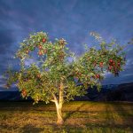 The WA 38 Mother Tree taken at dusk.