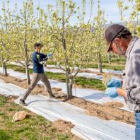 two people working in a pear orchard with reflective mulch