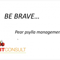 mostly white slide with drawing of tree fruits in the lower left corner, a small video feed of the speaker in the upper right corner and the title be brave pear psylla management