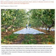two people walk between rows of cherry trees on white reflective fabric covering the orchard floor
