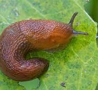 dark brown slug on a green leaf