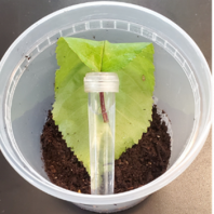 plastic cup with a layer of brown soil at the bottom and a green leaf in inserted in the end of a water filled tube on top of the soil