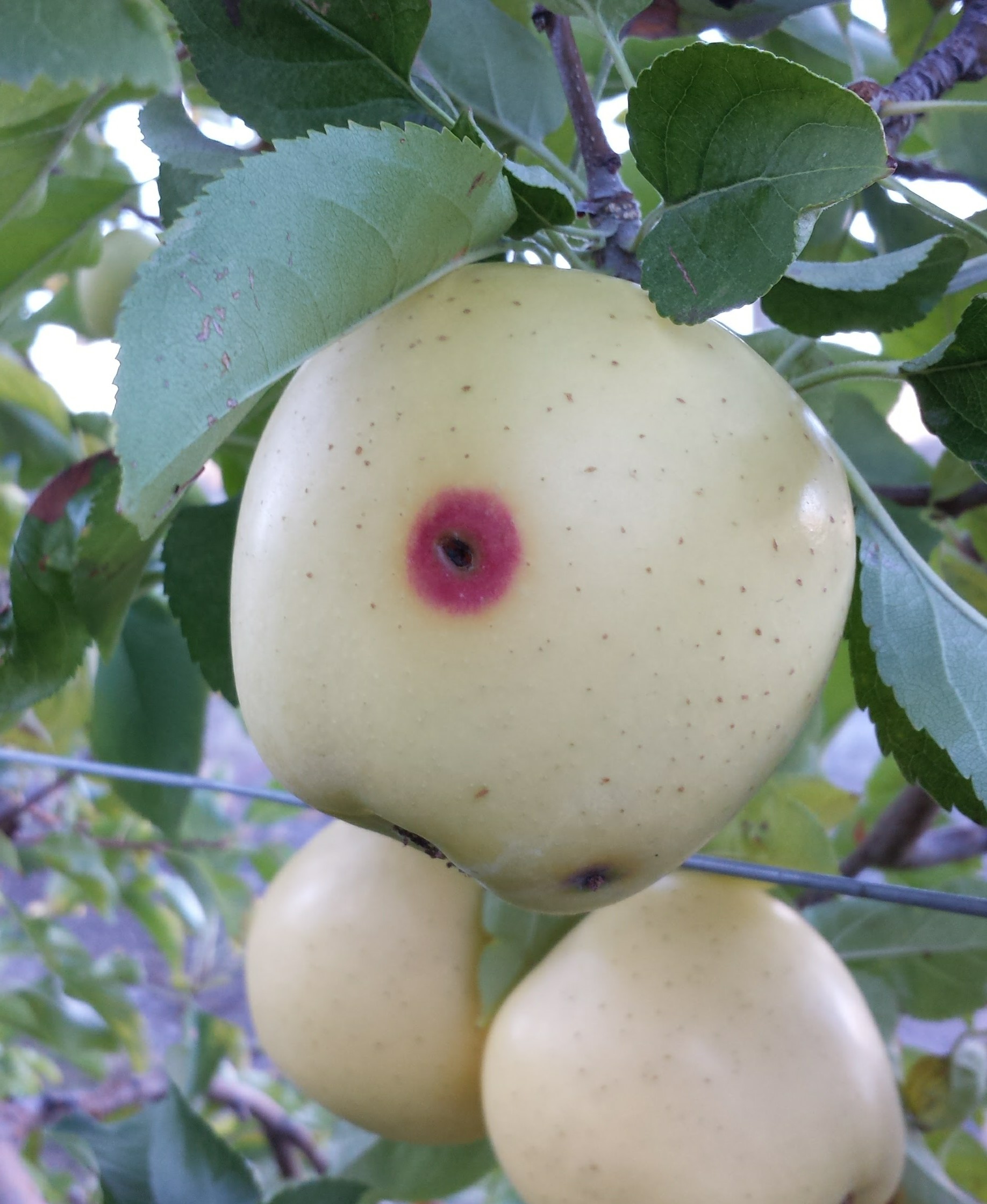 Apple with codling moth entry hole