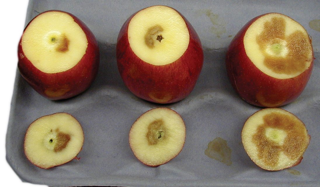 Physiological Disorders Tree Fruit Postharvest Export Education