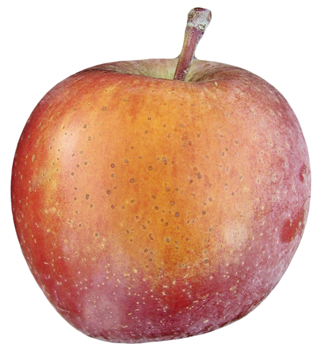 Fruit Finish (Sunburn) Tree Fruit Postharvest Export Education