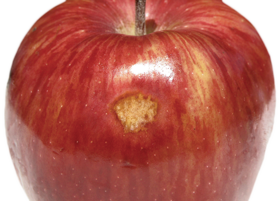 Mechanical & Field Injury Tree Fruit Postharvest Export Education