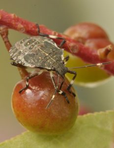 close-up of a stink bug on a chokecherry